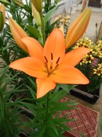 [5505 PO05 Amiga No02.JPG]